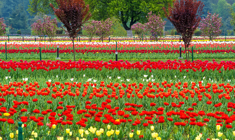 indira-gandhi-memorial-tulip-garden-img
